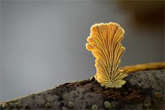 Schizophyllum I