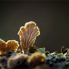 Schizophyllum II