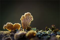 Schizophyllum II