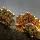 Schizophyllum III