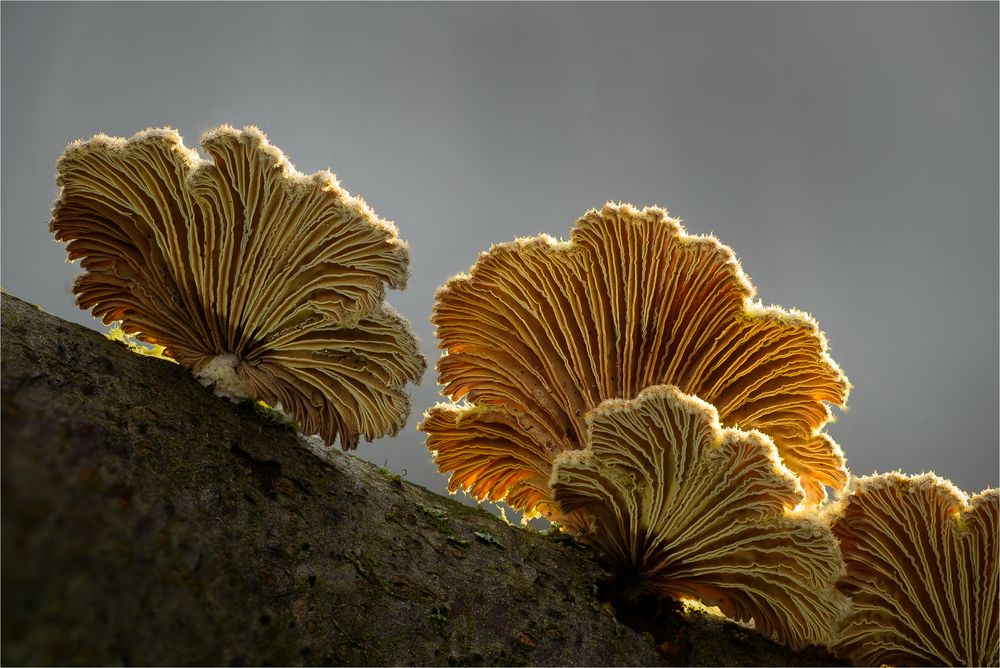 Schizophyllum III