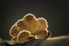 Schizophyllum IV