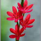 Schizostylis coccinea... 