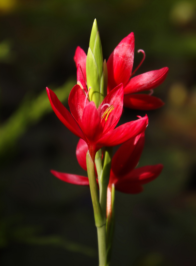 Schizostylis-coccinea