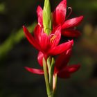 Schizostylis-coccinea