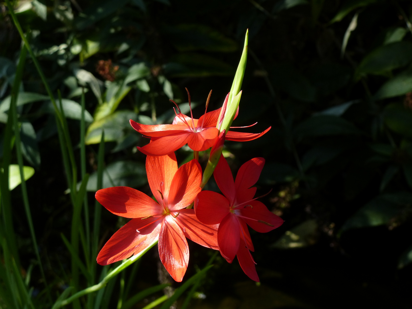 schizostylis coccinea - roter Sumpfspaltgriffel