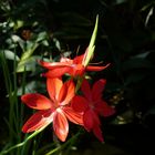 schizostylis coccinea - roter Sumpfspaltgriffel