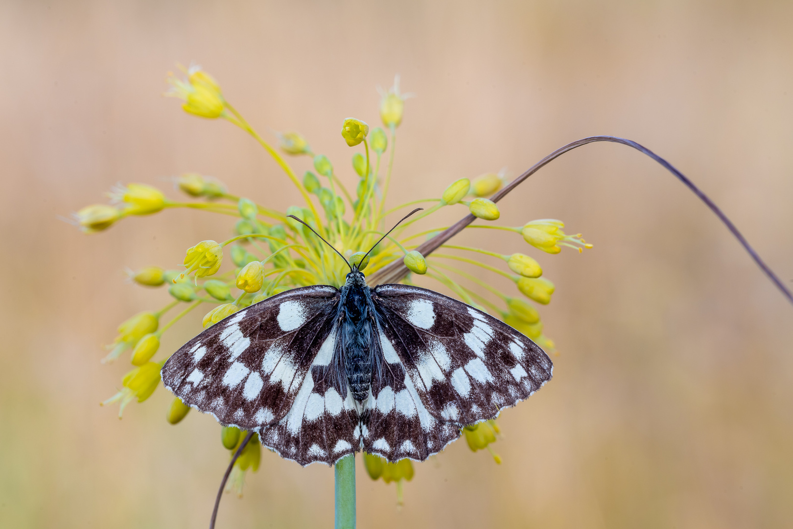 Schlachbrettfalter auf gelber Blüte