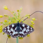 Schlachbrettfalter auf gelber Blüte