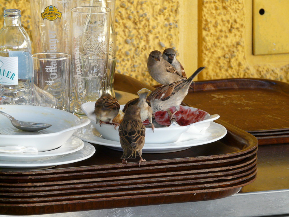 Schlacht am kalten Buffet