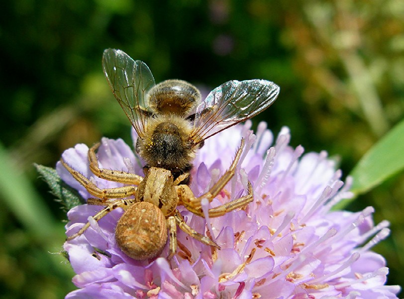 Schlacht von Scabiosa