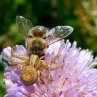 Schlacht von Scabiosa