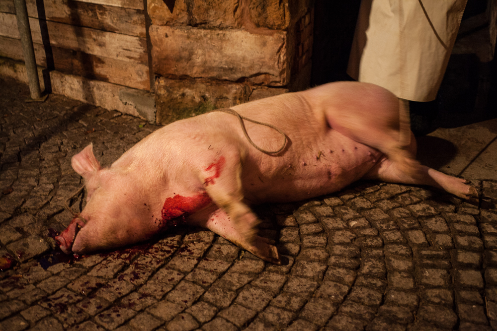 Schlachtefest in Thüringen