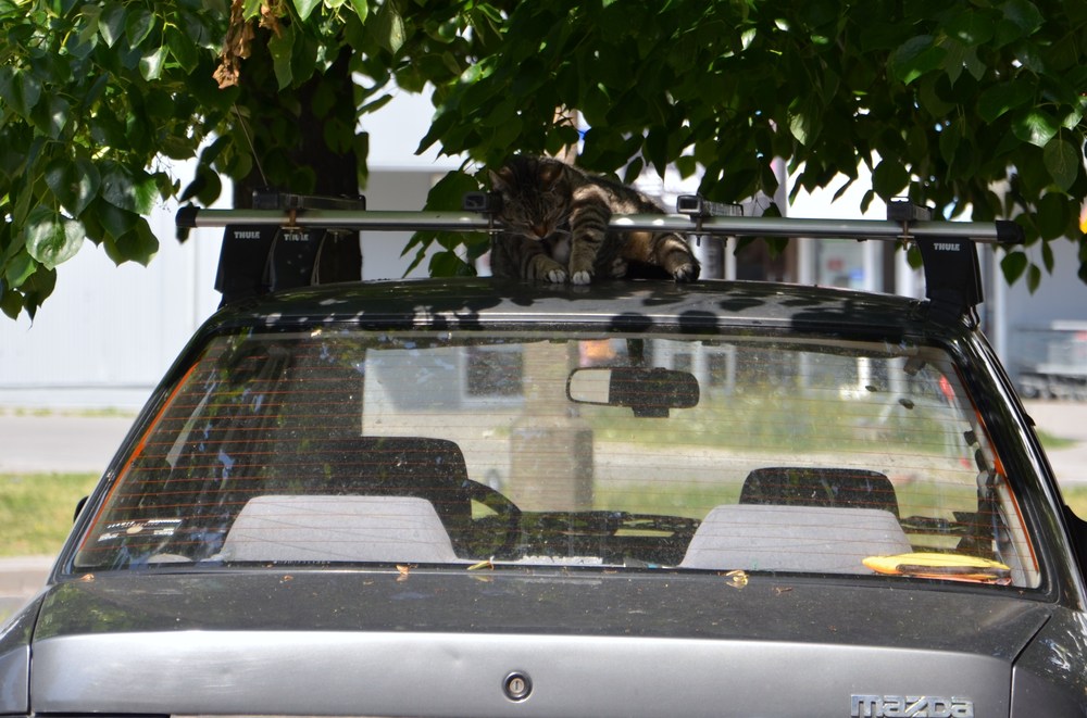 Schläfchen am Auto!!