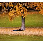 Schläfchen im Herbst