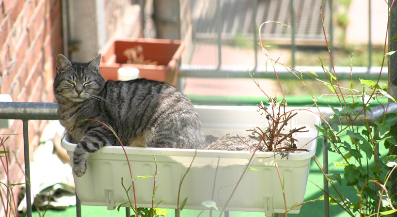 schläfchen im schatten der mittagssonne