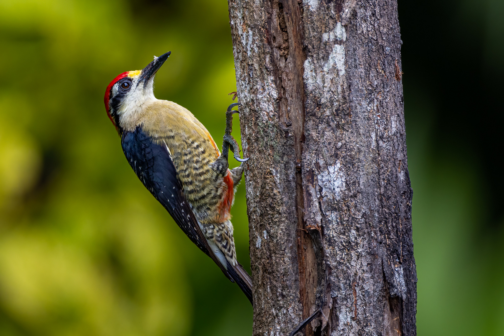 Schläfenfleckspecht (Black-cheeked Woodpecker)