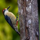 Schläfenfleckspecht (Black-cheeked Woodpecker)