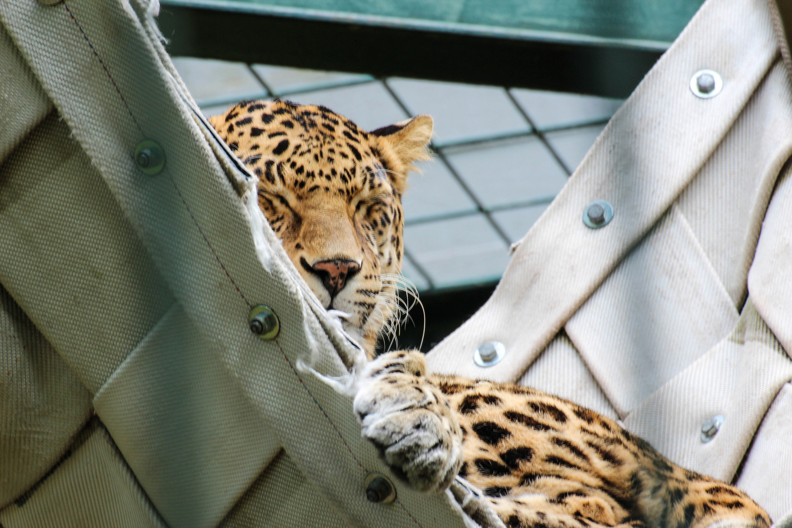 schläfrig leopard Zoo Wuppertal