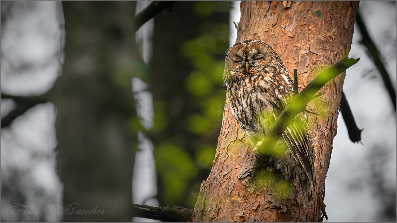 Schläfrige Waldkauz-Mama.