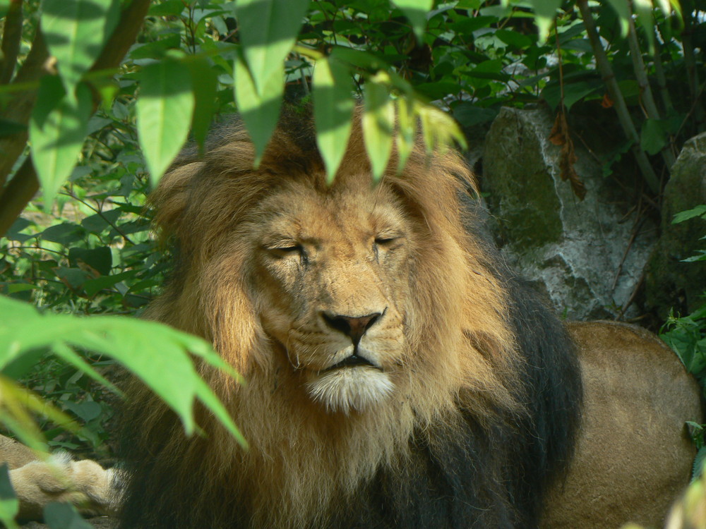 Schläfriger König