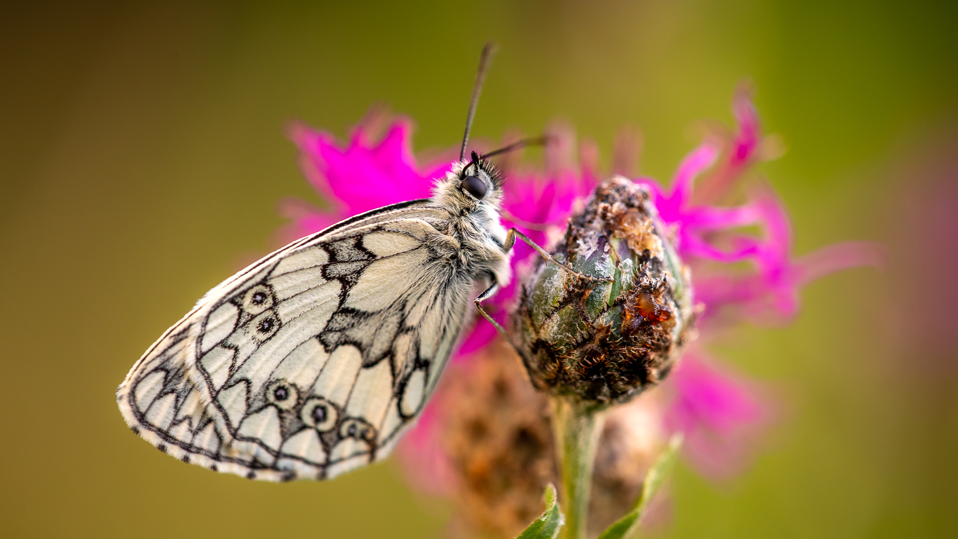 schläfriger Schmetterling