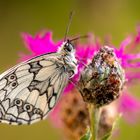 schläfriger Schmetterling