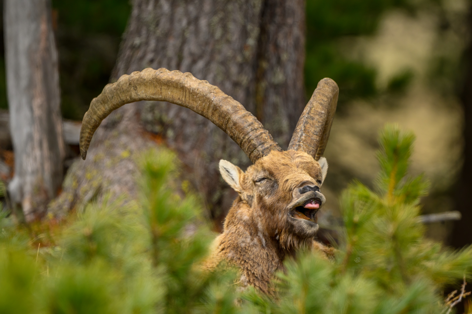 Schläfriger Steinbock