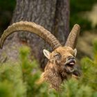 Schläfriger Steinbock