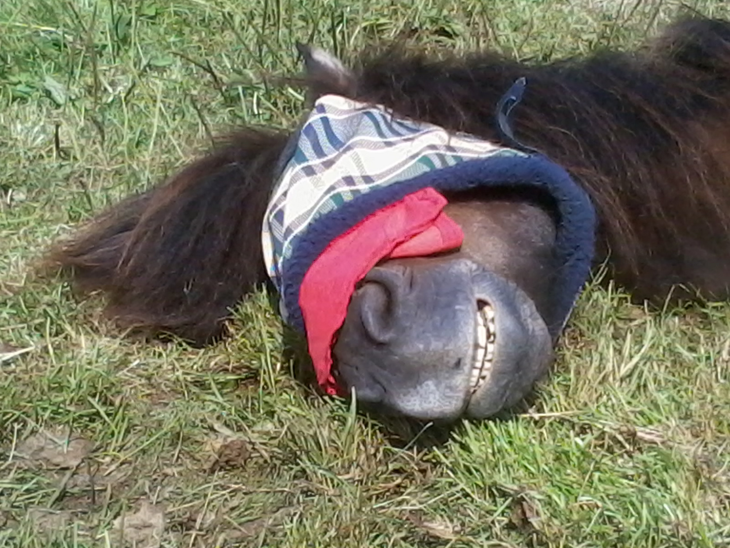 Schläfriges Pferd mit Maske