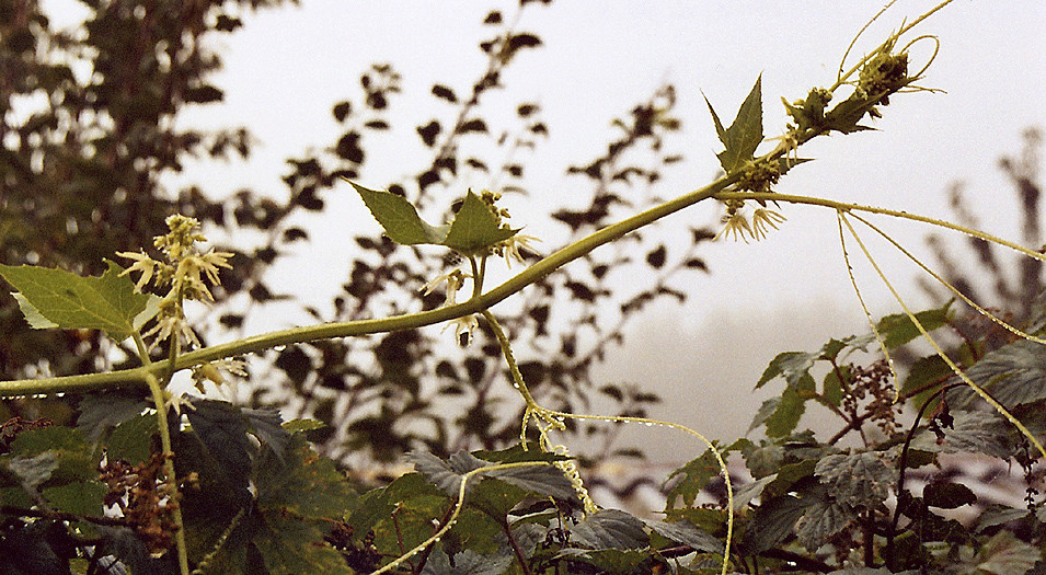 Schlängel,schlängel ins Unbekannte by Erika Wenzel