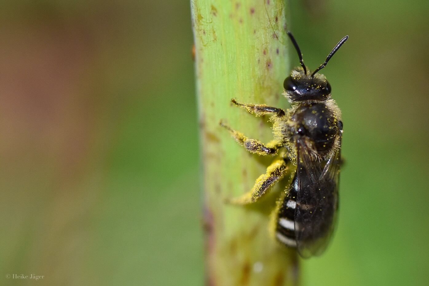 Schlaf Bienchen schlaf...