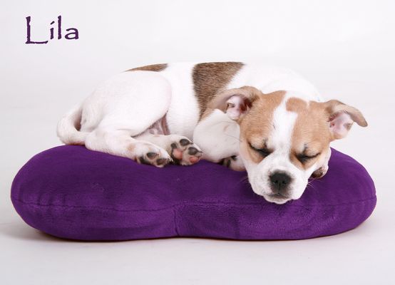 Schlaf-Hündchen-Schlaf