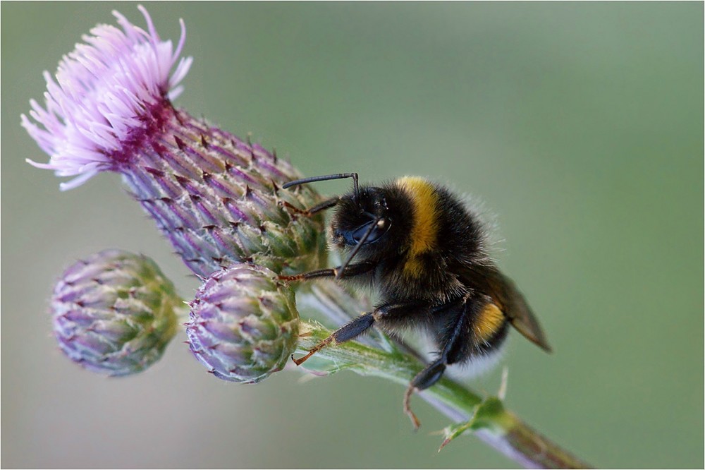 Schlaf, Hummel schlaf...