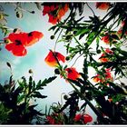 Schlaf... [im] ...Mohn