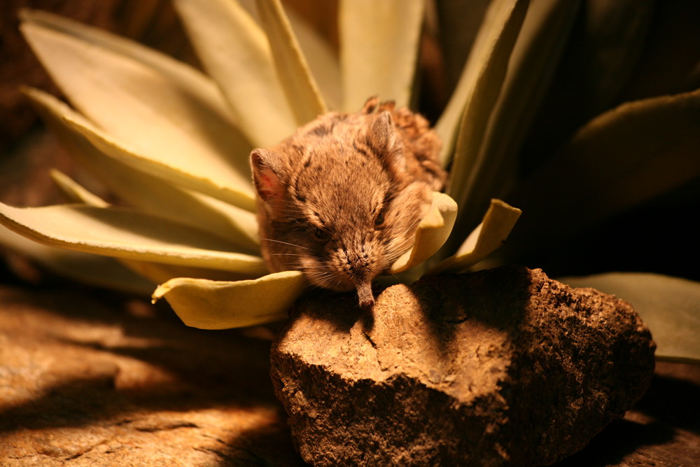 Schlaf in der Blüte