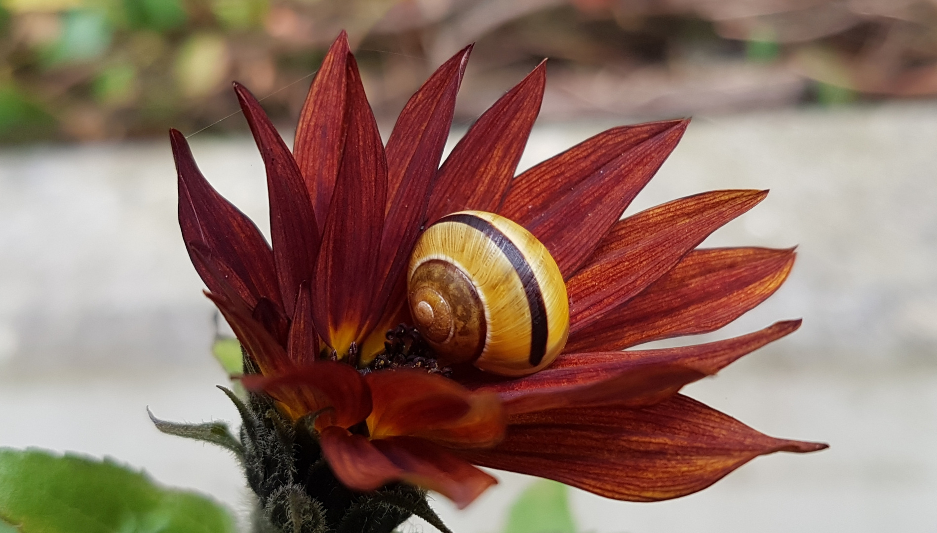 Schlaf in der letzten sonnenblume