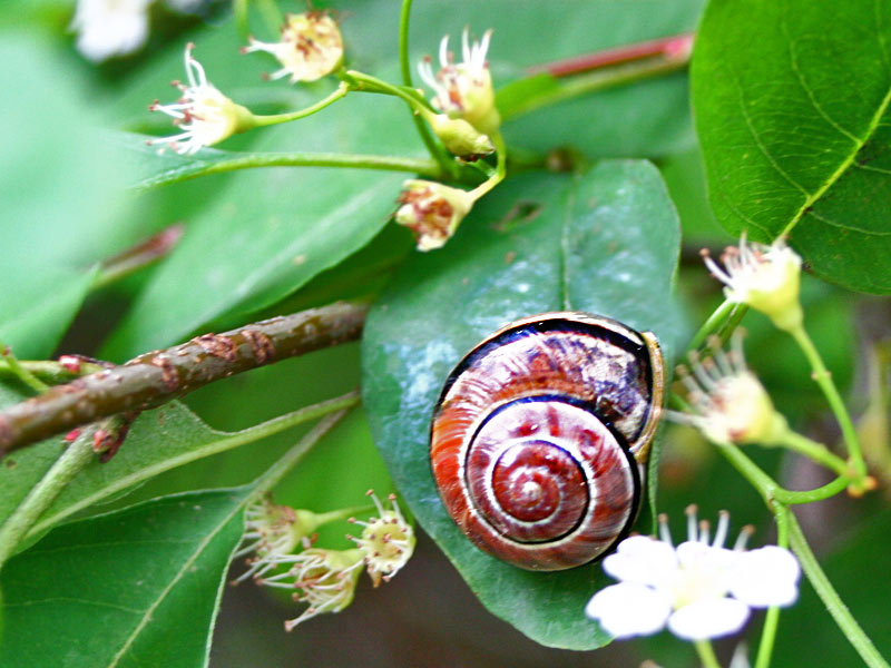 Schlaf meine Schnecke schlafe ein!