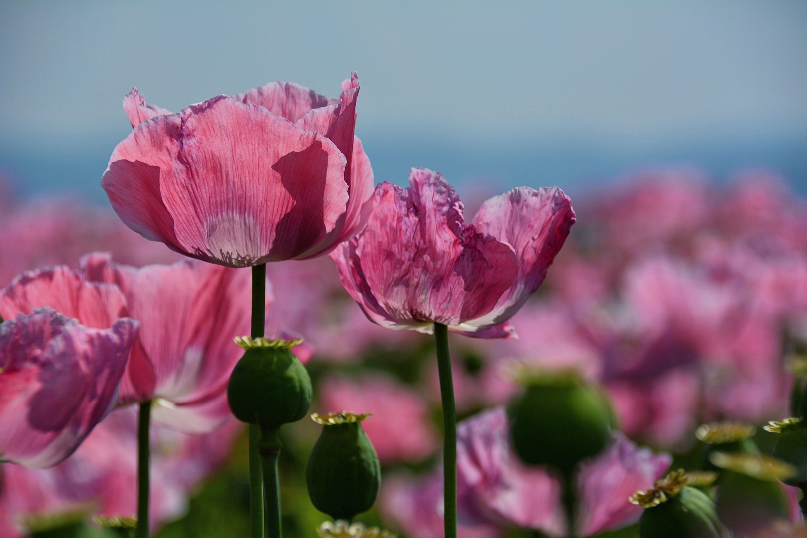 Schlaf - MOHN