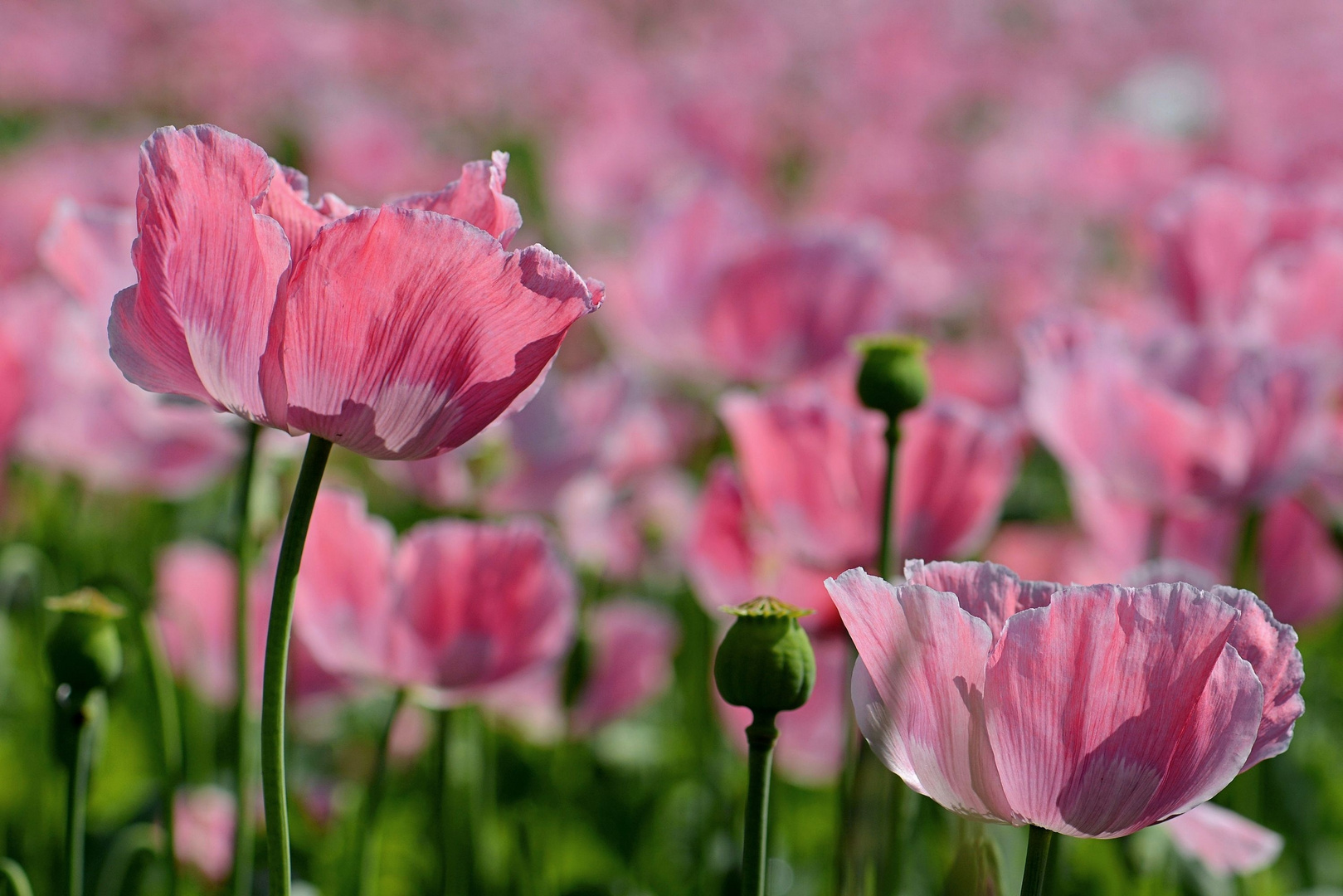 Schlaf - MOHN -2-