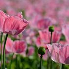 Schlaf - MOHN -2-