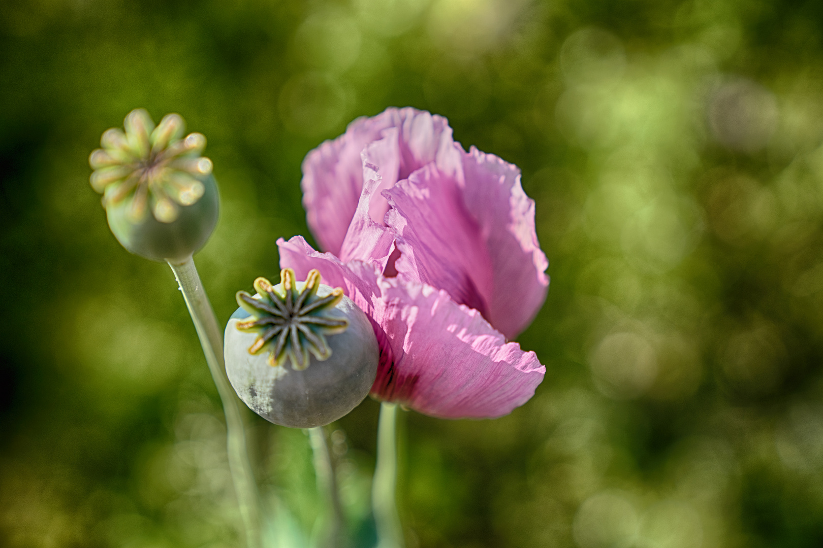 Schlaf-Mohn