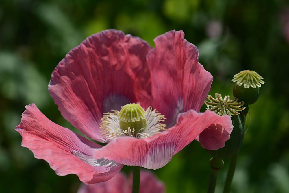 Schlaf - MOHN-3-