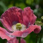 Schlaf - MOHN-3-