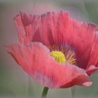 Schlaf - MOHN -3-