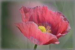 Schlaf - MOHN -3-