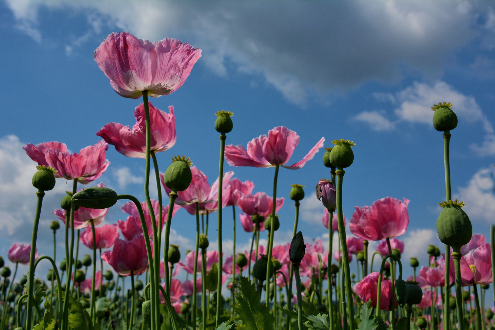 Schlaf - MOHN-4-