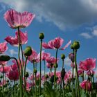 Schlaf - MOHN-4-