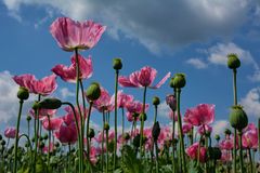 Schlaf - MOHN-4-