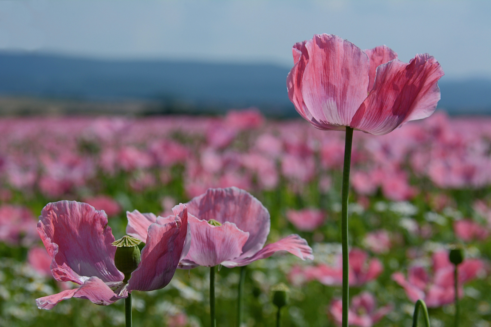 Schlaf - MOHN-5-